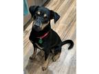 Adopt Lorenzo a Black Mixed Breed (Medium) dog in San Diego, CA (39341925)