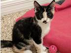 Adopt Amber a Tortoiseshell Domestic Shorthair (short coat) cat in Fort Myers