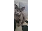 Adopt Joker a Domestic Shorthair / Mixed (short coat) cat in San Jacinto