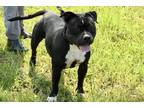 Adopt Lucy a Black Mixed Breed (Large) / Pit Bull Terrier / Mixed dog in