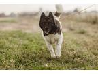Adopt Alice a Black - with White Akita / Mixed dog in Klondike, TX (39343356)