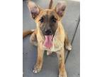 Adopt Ruddiger a Shepherd (Unknown Type) / Cattle Dog / Mixed dog in Fort