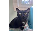 Adopt Karen a Domestic Shorthair / Mixed cat in Poughkeepsie, NY (39132206)