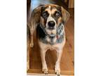 Adopt Lucy (Courtesy Listing) a Tricolor (Tan/Brown & Black & White) Blue Heeler