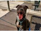 Adopt GT a Black Pit Bull Terrier / Mixed Breed (Medium) / Mixed dog in Benicia