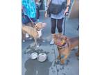 Adopt Duke a Brown/Chocolate Pit Bull Terrier / Mixed Breed (Medium) / Mixed dog