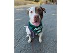 Adopt Leonard a Brown/Chocolate - with White Pit Bull Terrier / Mixed Breed
