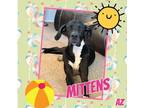 Adopt Mittens a Black - with White Great Dane / Mixed dog in GLENDALE