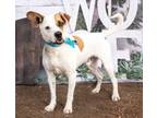 Adopt Dunkin a White American Pit Bull Terrier / Australian Cattle Dog / Mixed