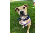 Adopt Melissa a Tan/Yellow/Fawn American Pit Bull Terrier / Mixed dog in