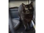 Adopt Ghost a All Black Domestic Shorthair (short coat) cat in Westfield