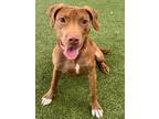 Adopt Christie a Red/Golden/Orange/Chestnut Retriever (Unknown Type) / Mixed dog