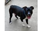 Adopt Kobie a Black - with White Mixed Breed (Medium) / Mixed Breed (Large) /