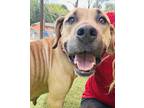 Adopt Xena a Tan/Yellow/Fawn American Pit Bull Terrier / Black Mouth Cur / Mixed