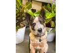 Adopt WALTER a Tricolor (Tan/Brown & Black & White) Australian Cattle Dog /