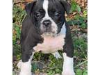 Olde English Bulldogge Puppy for sale in Ocala, FL, USA