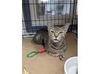 Adopt Daphne a Brown Tabby Domestic Shorthair / Mixed (short coat) cat in St.