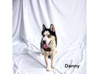 Adopt Danny a Black Alaskan Klee Kai / Mixed Breed (Medium) / Mixed (short coat)