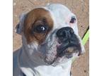 Adopt IVY a White Boxer / Mixed dog in Kuna, ID (39328977)