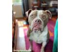Adopt Canelo a Brown/Chocolate - with White Pit Bull Terrier / Mixed Breed