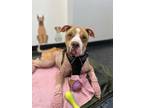 Adopt Roxie a Tan/Yellow/Fawn - with White Pit Bull Terrier / Mixed dog in