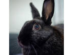 Adopt Picaboo a Black Other/Unknown / Other/Unknown / Mixed rabbit in Calgary