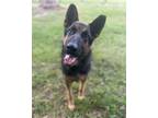 Adopt Pastor a Tricolor (Tan/Brown & Black & White) German Shepherd Dog / Mixed