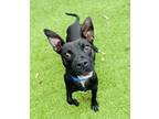 Adopt Brad Pitt a Black Terrier (Unknown Type, Small) / Mixed Breed (Large) /