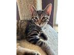 Adopt Chirpa a Brown or Chocolate Domestic Shorthair / Domestic Shorthair /
