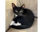 Adopt Javier a All Black Domestic Shorthair / Domestic Shorthair / Mixed cat in
