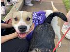 Adopt Bella Dancer a White - with Tan, Yellow or Fawn Pit Bull Terrier / Mixed