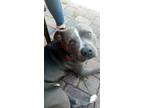 Adopt Titan a Gray/Silver/Salt & Pepper - with White American Pit Bull Terrier /