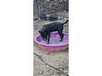 Adopt Jitter bug a Black - with White Labrador Retriever / Mixed dog in fort