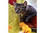 Adopt Cardi a Brown Tabby Domestic Shorthair (short coat) cat in San Bernardino