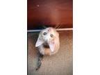 Adopt Goldie a Calico or Dilute Calico Domestic Shorthair / Mixed (short coat)