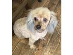 Adopt BENTLEY a Tan/Yellow/Fawn Poodle (Miniature) / Mixed dog in Oakland
