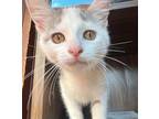 Adopt Silvie a Calico or Dilute Calico Domestic Shorthair / Mixed (short coat)