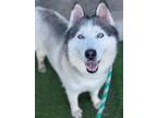 Adopt Dakota a Black - with White Siberian Husky / Mixed dog in Canoga Park