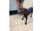 Adopt Rory a Brown/Chocolate Labrador Retriever / American Pit Bull Terrier /