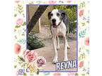 Adopt Reyna a Merle Great Dane / Mixed dog in GLENDALE, AZ (39319996)