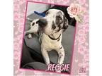 Adopt Reggie a Merle Great Dane / Mixed dog in GLENDALE, AZ (39319622)