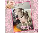 Adopt Rey Rey a Merle Great Dane / Mixed dog in GLENDALE, AZ (39319642)