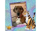Adopt Rajah a Brindle Great Dane / Mixed dog in GLENDALE, AZ (39319595)