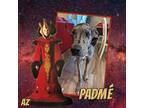 Adopt Padme a Merle Great Dane / Mixed dog in GLENDALE, AZ (39319541)