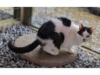 Adopt Trixie a Black & White or Tuxedo Domestic Shorthair (short coat) cat in