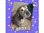 Adopt Jupiter a Gray/Silver/Salt & Pepper - with Black Mixed Breed (Large) /