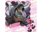 Adopt Gabby a Merle Great Dane / Mixed dog in GLENDALE, AZ (39319239)