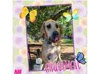 Adopt Cinnamon a White - with Tan, Yellow or Fawn Great Dane / Mixed dog in
