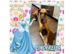 Adopt Cinderella a White - with Tan, Yellow or Fawn Great Dane / Mixed dog in