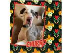 Adopt Churro a Merle Great Dane / Mixed dog in GLENDALE, AZ (39319139)